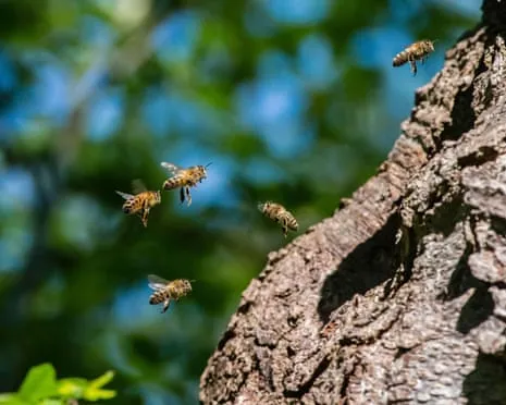 Why Protecting Honeybees Could Harm Wild Pollinators